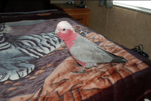 Are You Confusing Your Parrot During Training?