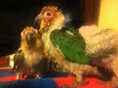 Learning How to Properly Care For Parrots: The Hard Way