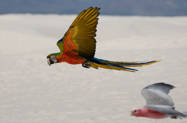 How to Train Multiple Birds at Once