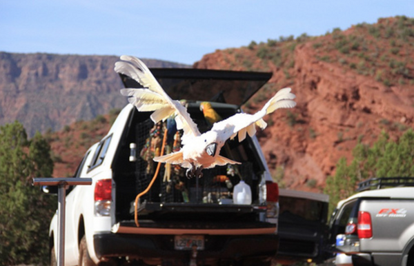 freeflying parrots