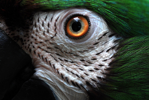 The Cageless Parrot Lifestyle...