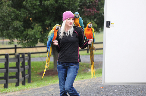 Macaw Personality Differences