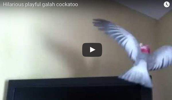 My Hilarious Galah Cockatoo