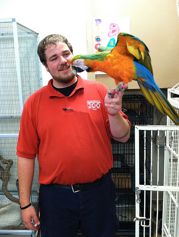 Getting Your Bird to Spend MORE Time INSIDE Its Cage