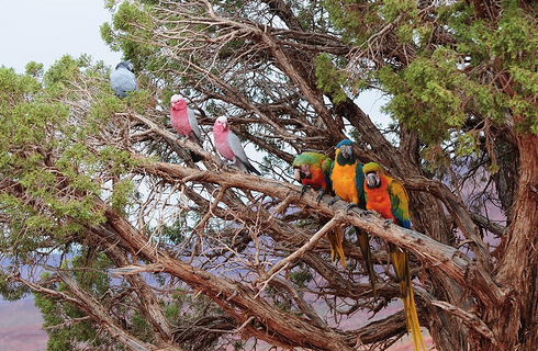 The More You Socialize Your Bird, The More Confidence It Will Have