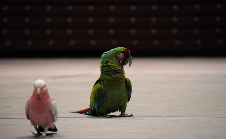 Everything Happens for a Reason: Keeping Your Bird