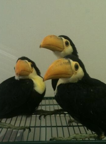 Getting a New Toucan, This Time a Toco!