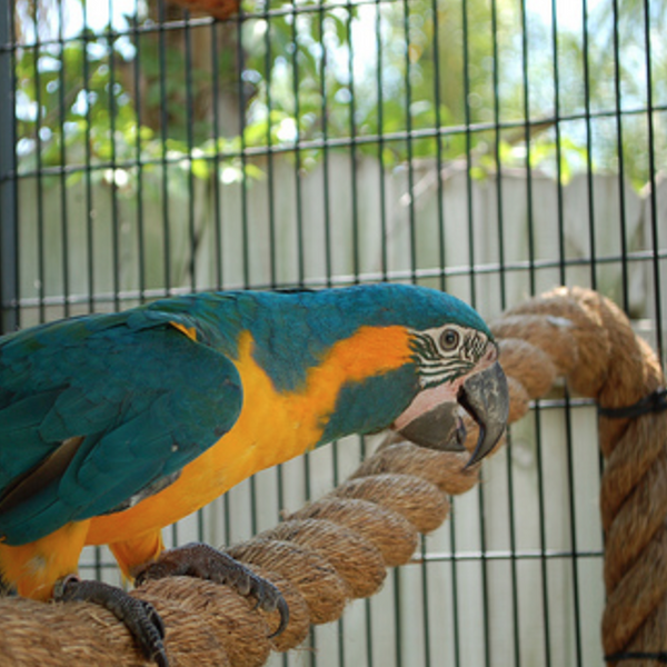 Mess proof bird cage online