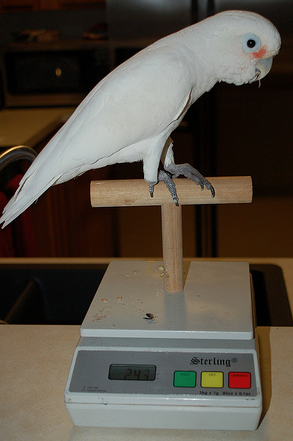 Parrot Weights