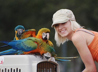 Cheap Parrots Looking For a Good Home