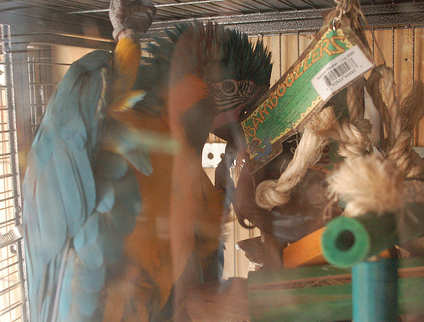 Getting Parrots to Talk in Front of You
