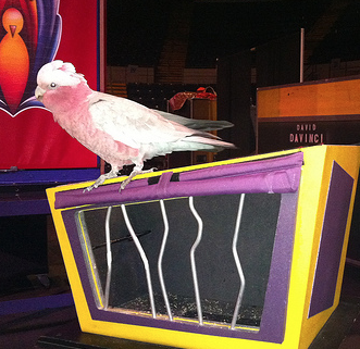Bad Moods, Bad Parrots