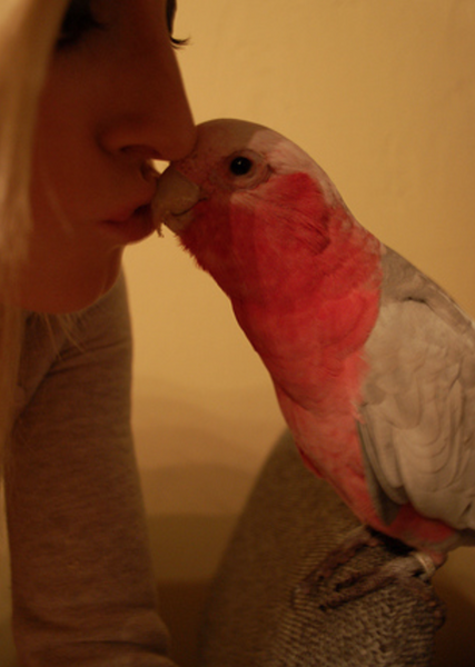 Where to Kiss Your Bird