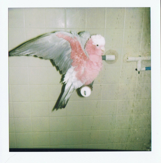 Bathing Your Parrot Properly