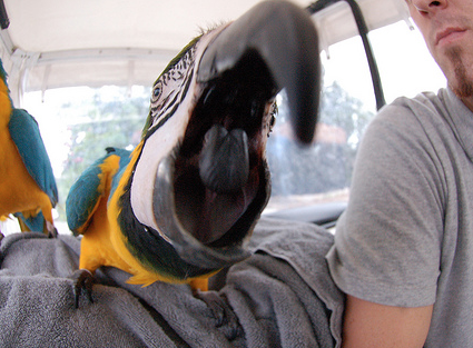 The Top 5 Reasons Your Parrot is Lashing Out at You
