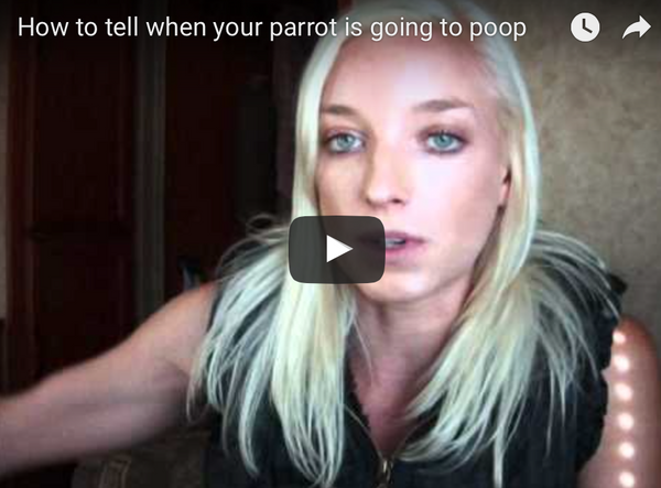 Parrot Poop