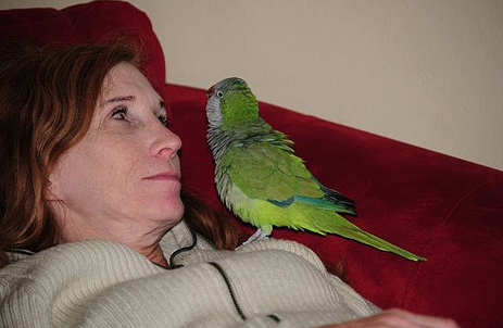 Parrot Body Language Tips & Signs