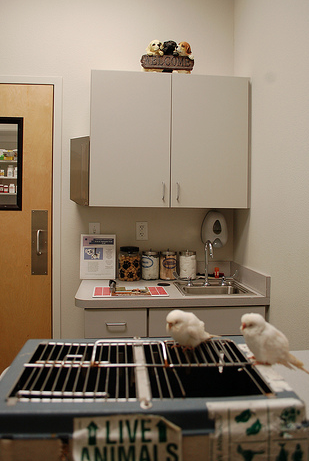 Sick Parakeets