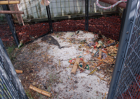 Cleaning Bird Aviaries