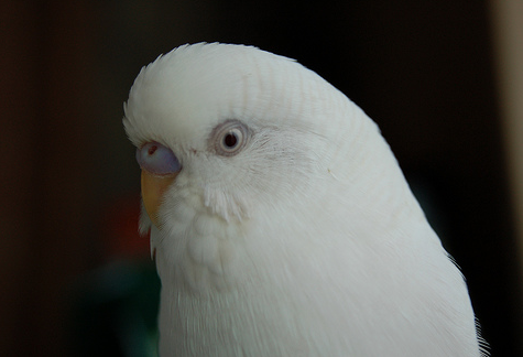 Healthy Parakeets