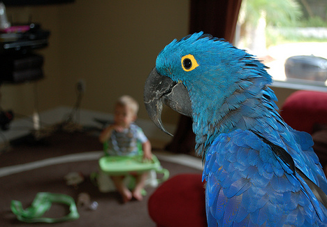 Parrots and Children