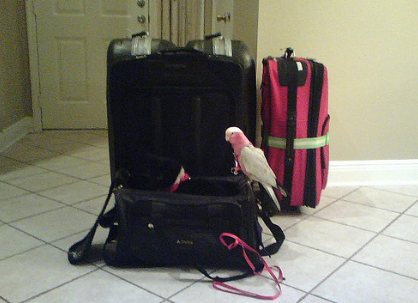 Traveling on the Airlines With Your Bird