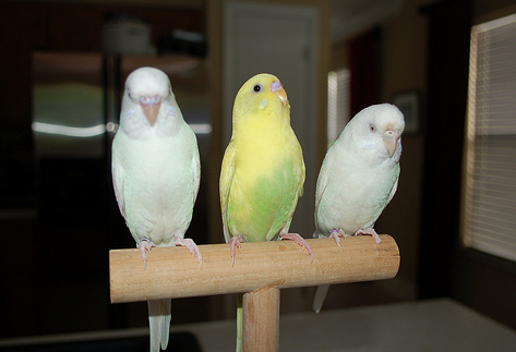 Weighing Your Small Parrot