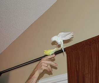 Not Training Your Bird is Lazy