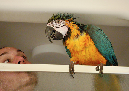 Stop! Are You Drying Your Bird Off With a Towel and Blow Dryer?!