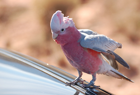 Teaching Your Bird to Wave Isn't Always That Easy...
