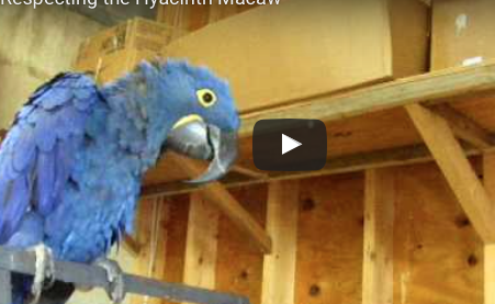 Respect Your Bird and He Will Like You