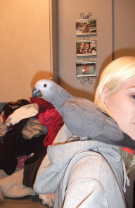 How to Spend More Time With Your Pet Parrot