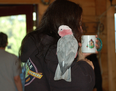 Including Your Bird in Your Daily Routine