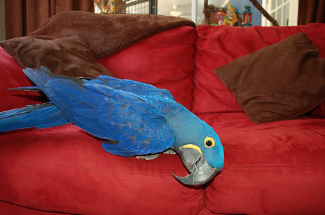 Hyacinth Macaw's Training Success