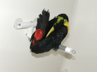How a Swainson Toucan Sleeps