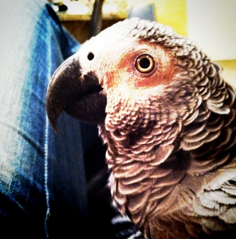 Congo African Grey Learns to Talk