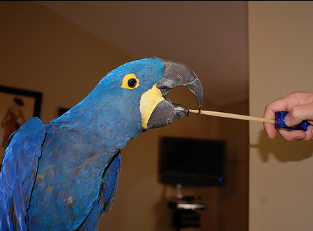 Parrot Tricks: Stick 'em Up!