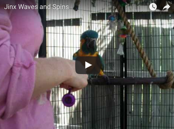 This Month is All About Trick Training!