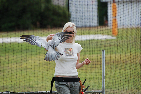 Freeflight: 3 Year Old Properly Fledged Cockatoo