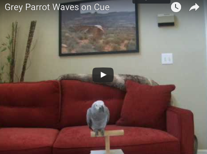 Parrot Tricks: African Grey Waves on Cue