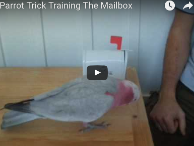 Parrot Tricks: The Mailbox