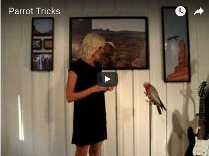 Parrot Tricks: Flight, Spin, Shake, and Yes
