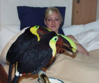 Socializing Toucans