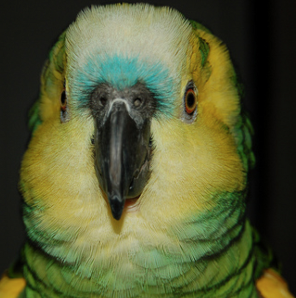Fostering a Blue Fronted Amazon Parrot