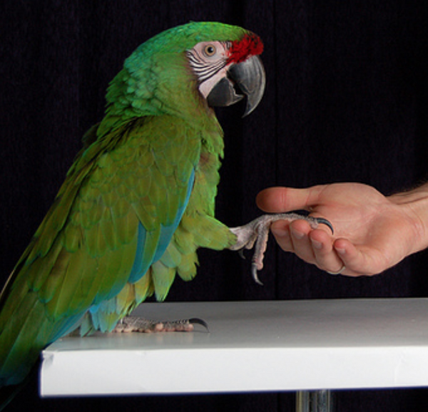 How to Get Your Bird to Step Up