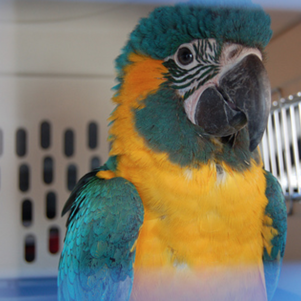 Best parrot travel 2024 cage