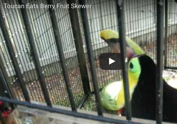 Foraging Toys for Toucans