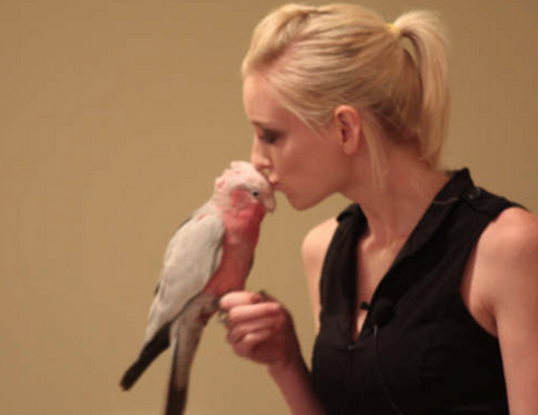 Birds Need Motivation
