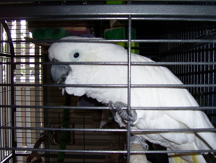 Re-homing a Parrot