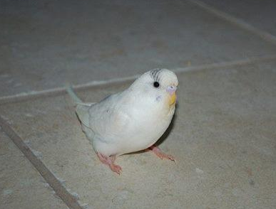 Low Level Toxins in the Parrot Environment